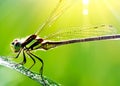 macro closeup photo of a dragonfly on blurred green natural background, sun rays, water droplets created with generative