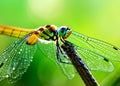 macro closeup photo of a dragonfly on blurred green natural background, sun rays, water droplets created with generative