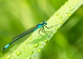 macro closeup photo of a dragonfly on blurred green natural background, sun rays, water droplets created with generative