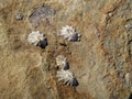 Four Limpets on Beach Rock