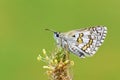 Pyrgus sidae , the yellow-banded skipper butterfly