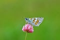 Pyrgus sidae , the yellow-banded skipper butterfly Royalty Free Stock Photo