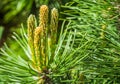 Macro closeup of pine branching off, new growth of branches on a conifer tree, growth process Royalty Free Stock Photo