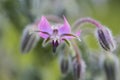 Macro Closeup of Pink Borage Flower Royalty Free Stock Photo