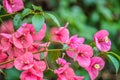 Macro closeup of pink bougainvillea flower with petals blooming in a garden Royalty Free Stock Photo