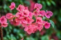 Macro closeup of pink bougainvillea flower with petals blooming in a garden Royalty Free Stock Photo