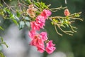 Macro closeup of pink bougainvillea flower with petals blooming in a garden Royalty Free Stock Photo