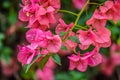 Macro closeup of pink bougainvillea flower with petals blooming in a garden Royalty Free Stock Photo