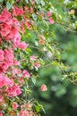 Macro closeup of pink bougainvillea flower with petals blooming in a garden Royalty Free Stock Photo