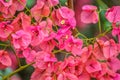 Macro closeup of pink bougainvillea flower with petals blooming in a garden Royalty Free Stock Photo