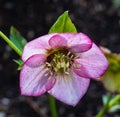 Macro closeup of pink purple flower of Helleborus niger orientalis Christmas rose black hellebore Royalty Free Stock Photo