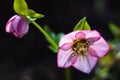 Macro closeup of pink purple flower of Helleborus niger orientalis Christmas rose black hellebore Royalty Free Stock Photo