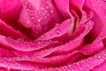 Macro closeup of a pink rose with morning dew Royalty Free Stock Photo