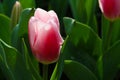 Closeup pink tulip in the garden Royalty Free Stock Photo