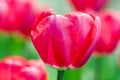 Macro Closeup pink tulips under the sun