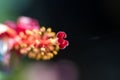 Macro closeup of pollens of hibiscus or china rose flower Royalty Free Stock Photo