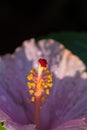 Macro closeup of pollens of hibiscus or china rose flower Royalty Free Stock Photo