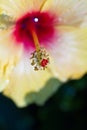 Macro closeup of pollens of hibiscus or china rose flower Royalty Free Stock Photo