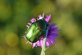 Potosia aeruginosa , Great Rose chafer beetle