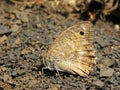 Pseudochazara pelopea , the Persian Grayling butterfly , butterflies of Iran