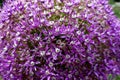 Macro Closeup of Purple Allium Flower