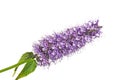 Purple pink blue flower cluster bloom of Agastache garden herb licorice liquorice  isolated on white Royalty Free Stock Photo