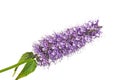 Purple pink blue flower cluster bloom of Agastache garden herb licorice liquorice isolated on white