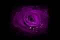 Purple Rose.