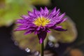 A macro closeup purple water lily is floating Royalty Free Stock Photo