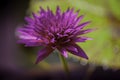 A macro closeup purple water lily is floating Royalty Free Stock Photo