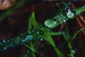 Macro rain water droplets on green grass blades Royalty Free Stock Photo