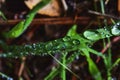 Macro rain water droplets on green grass blades Royalty Free Stock Photo