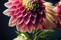 Macro closeup ravishing of blooming dahlia flower petal during springtime.