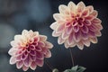 Macro closeup ravishing of blooming dahlia flower petal during springtime.