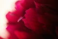 Macro closeup of red burgundy peony petals. Abstract floral background