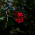 Red Jatropha integerrima, commonly known as peregrina Kfar Glikson Israel.