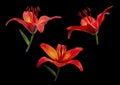 Macro closeup of a red lilies on a black background Royalty Free Stock Photo