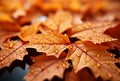 Macro closeup of red maple leaves, rain drops. Generative AI Royalty Free Stock Photo