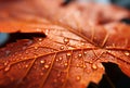 Macro closeup of red maple leaves, rain drops. Generative AI Royalty Free Stock Photo