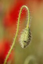 Macro closeup of red poppy flower bud Royalty Free Stock Photo