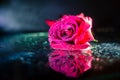 Closeup of a red rose with water drops on the leaves isolated on a black background with water reflection. Royalty Free Stock Photo