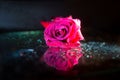 Closeup of a red rose with water drops on the leaves isolated on a black background with water reflection. Royalty Free Stock Photo