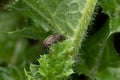 Macro closeup shot of an alfalfa snout beetle