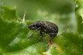 Macro closeup shot of an alfalfa snout beetle Royalty Free Stock Photo