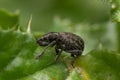 Macro closeup shot of an alfalfa snout beetle Royalty Free Stock Photo