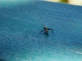 Macro closeup shot of a bug on a blue surface Royalty Free Stock Photo