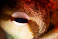 Macro closeup shot of an eye of a frog Royalty Free Stock Photo