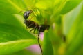 Macro Closeup shot of a Godzilla ant