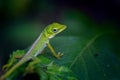 Macro closeup shot of a green anole lizard sitting on a green leaf