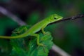 Macro closeup shot of a green anole lizard sitting on a green leaf Royalty Free Stock Photo